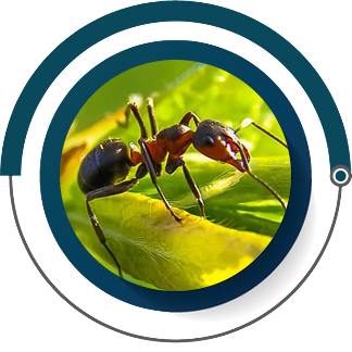 ant-1