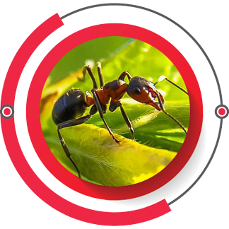 ant-2