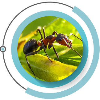 ant-3