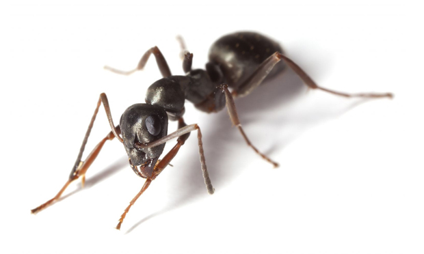ants