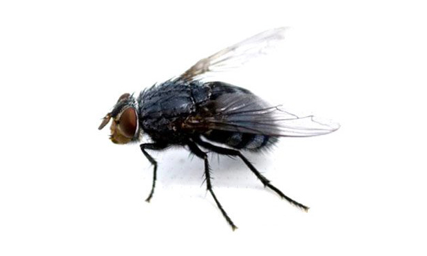 flies