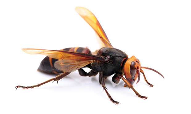hornets