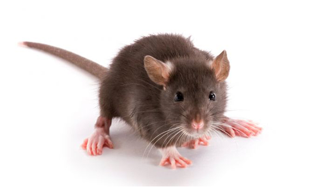 mice