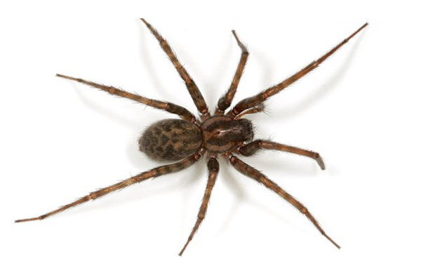 spider