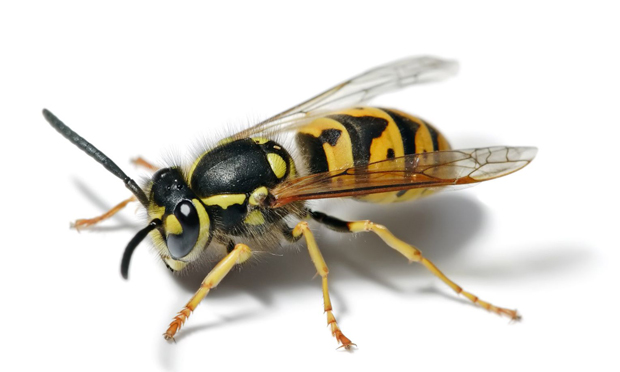 wasps